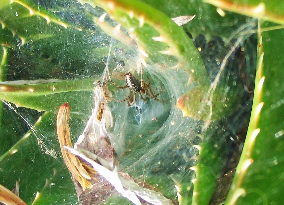 Agelena sp.